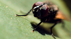 Απεντόμωση οικολογική