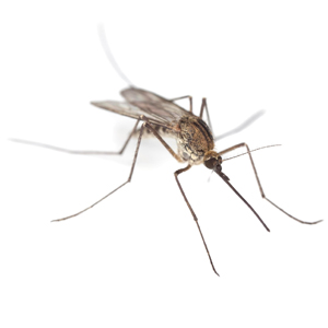 Κουνούπι και οικολογική απομάκρυνση του