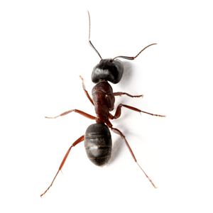 Μυρμήγκι και καταπολέμηση του