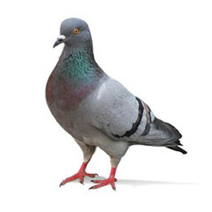 Απώθηση Πτηνών, αντιμετώπιση περιστεριών