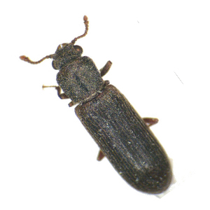 Σαράκι και αντιμετώπιση του