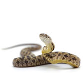 Φίδια και απώθηση τους