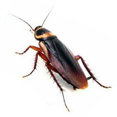 Κατσαρίδες και καταπολέμηση τους