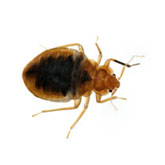 Κοριοι και αντιμετώπιση τους