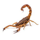 Σκορπιός και καταπολέμηση του