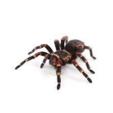 Αράχνη και αντιμετώπιση τους