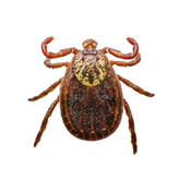 Ακάρεα και οικολογική απομάκρυνση τους