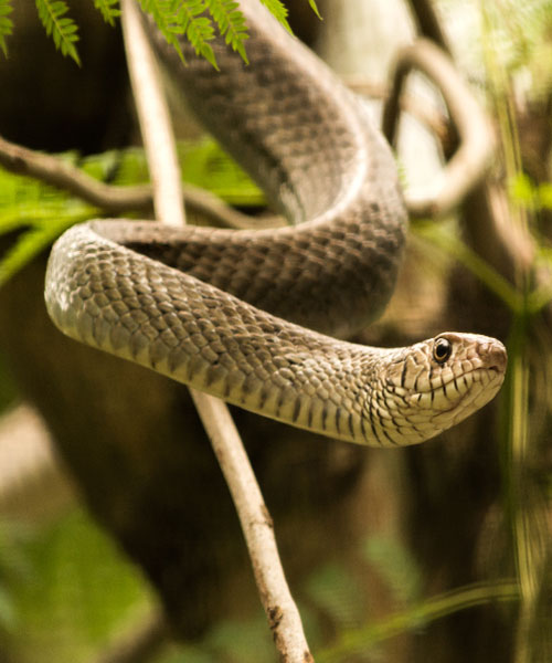 απώθηση ερπετών