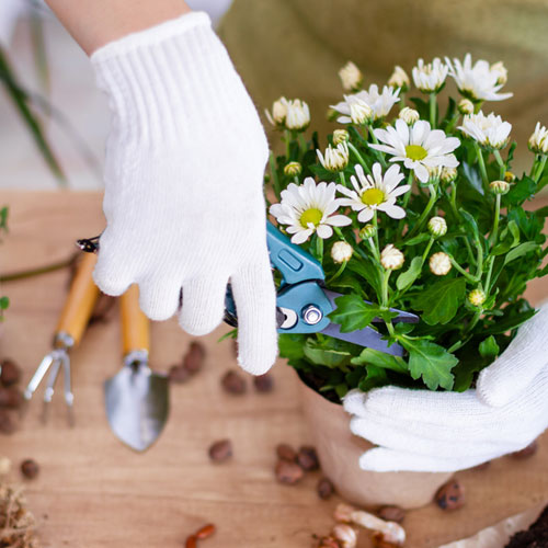 απολύμανση κήπου