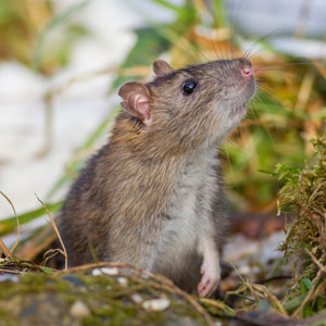 τρωκτικά ποντικός οικιακό και αντιμετώπισή του