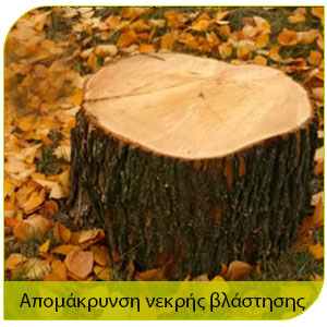 καταπολεμηση τερμιτών και απομάκρυνση νεκρής βλάστησης