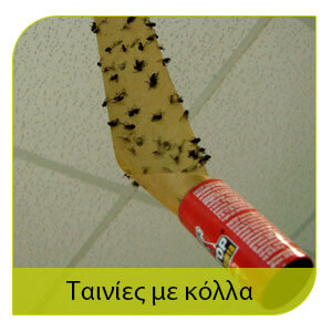 μύγες : αντιμετώπιση με ταινίες με κόλλα