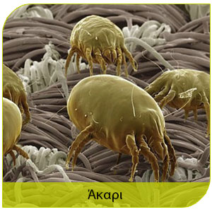 ασθένεις στον άνθρωπο από πτηνά και ακάρι