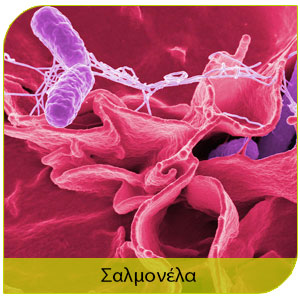 πτηνά ασθένεις στον άνθρωπο από και σαλμονέλα