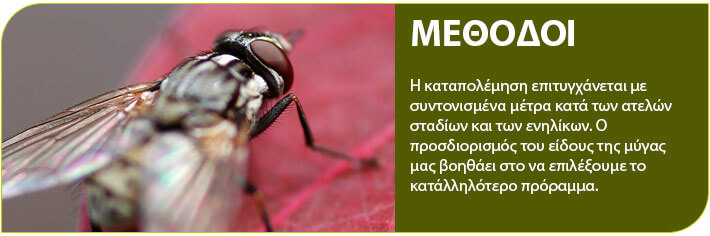 μύγες μέθοδοι αντιμετώπισης 