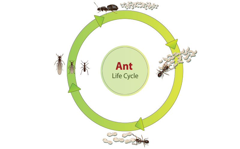 Mυρμήγκια βιολογικός κύκλος