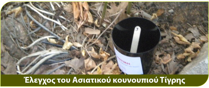 καταπολέμηση κουνουπιων με έλεγχο του Ασιατικού κουνουπι Τίγρης 