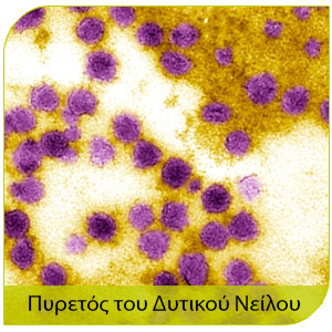 ασθένειες απο τα κουνούπια και πυρετός του δυτικού Νείλου