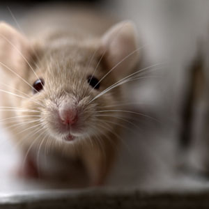 τρωκτικά : νορβηγικός ποντικός και αντιμετώπισή του 