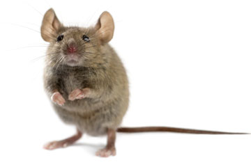 Υπηρεσίες απολύμανσης - Μυοκτονία