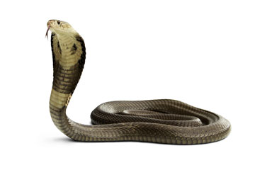 Υπηρεσίες απολύμανσης - Απώθηση Φιδιών