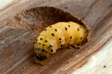 Υπηρεσίες απολύμανσης - Σαράκι