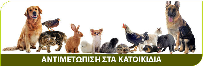 αντιμετώπιση ψύλλων σε κατοικίδια ζώα