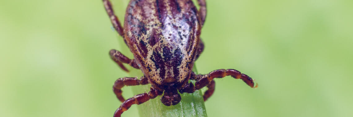 ακάρεα και αντιμετώπισή τους