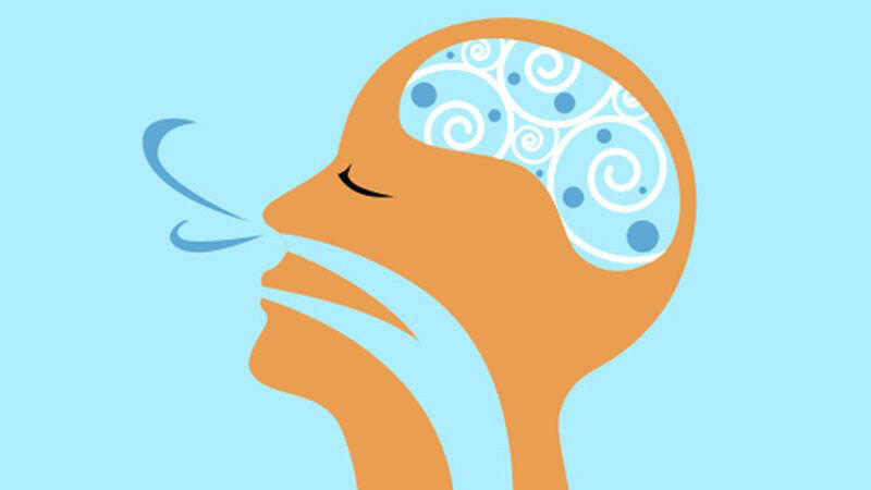 Κουνούπι - Γένος culex