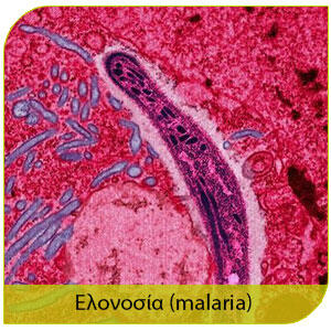 κουνούπια και ελονοσία