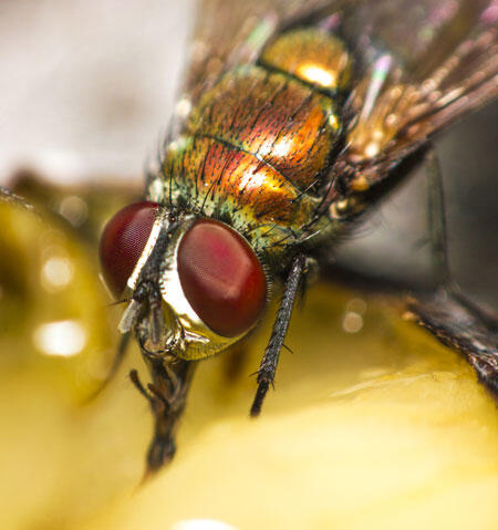 μύγα που τρώει φρούτα - αντιμετώπιση μύγας