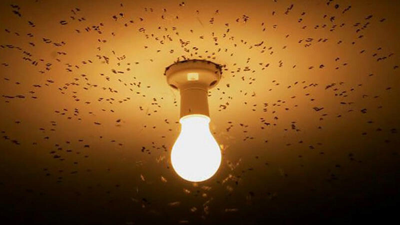 Κουνούπι - Γένος culex