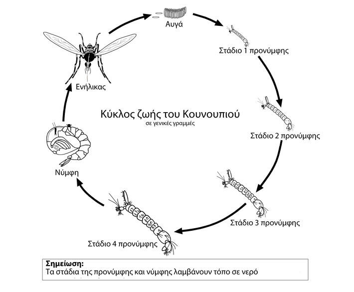 Κουνούπι και ο κύκλος ζωής του
